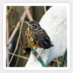 Young American Robin Perched On A Chair Sticker